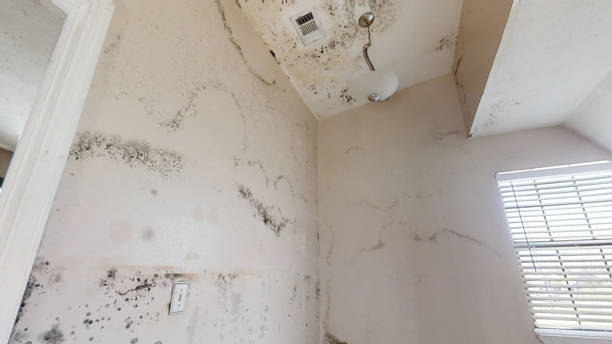 Best Crawl Space Mold Remediation  in New Cassel, NY