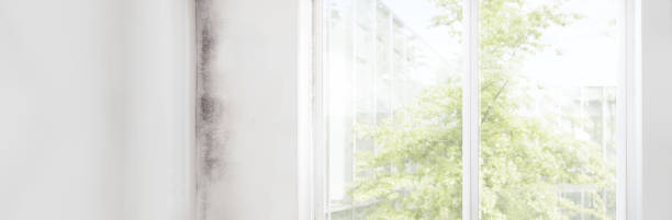 Best Mold Removal for HVAC Installations  in New Cassel, NY